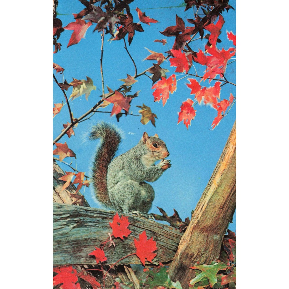 Squirrel in Autumn Red Maple Leaves Nature Wildlife Plastichrome Chrome Postcard - Picture 1 of 2
